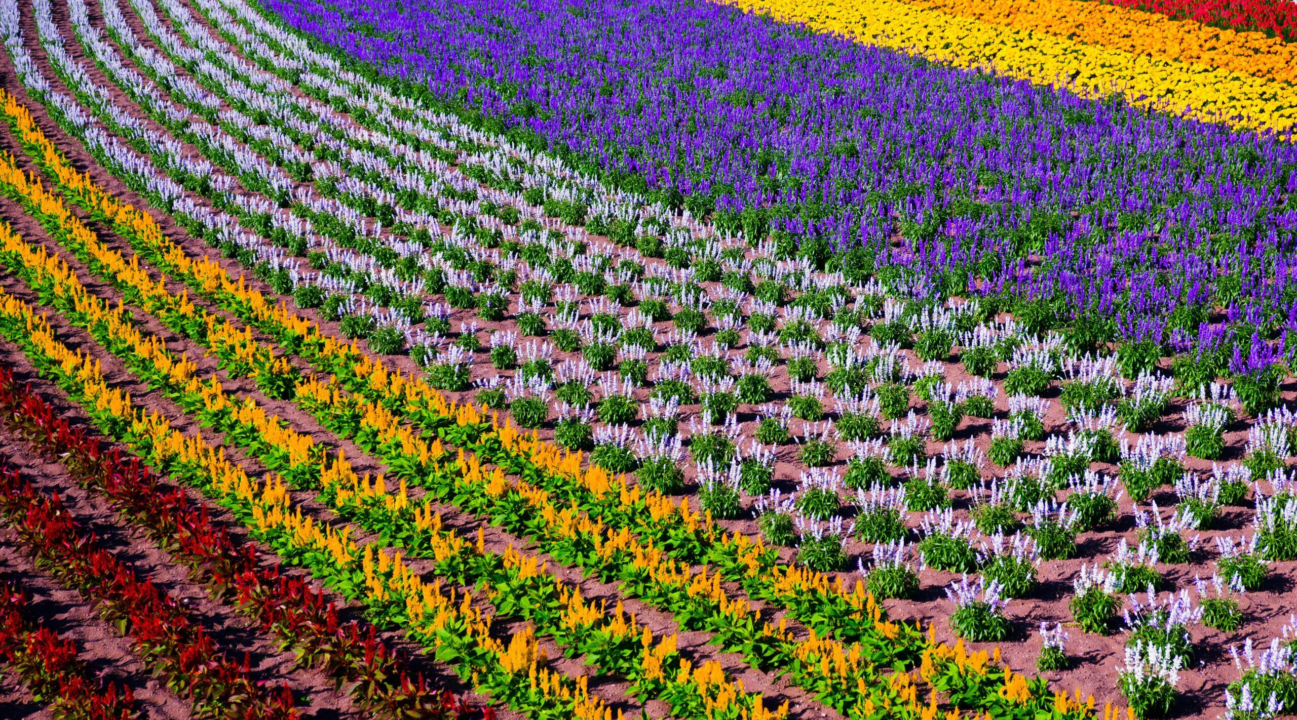 Discovering Hauts-de-France: France’s Hidden Gem in the North